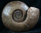 Huge Hammatoceras Ammonite From France #7995-3